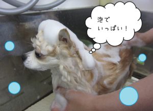 シャンプーチワワ
