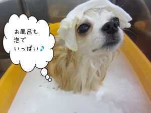 お風呂チワワ