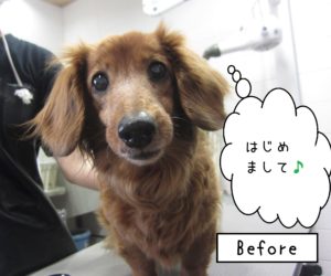 はじめましてダックス