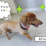 仕上がりダックス