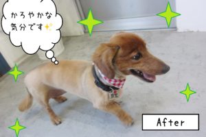 仕上がりダックス