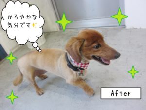 仕上がりダックス