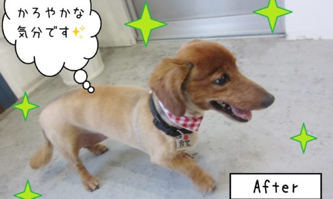 仕上がりダックス