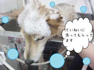 シャンプーミックス