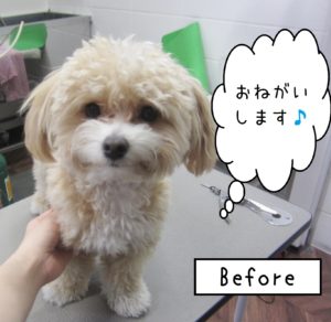 よろしくミックス