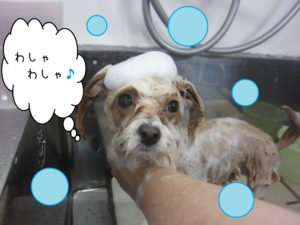 シャンプーミックス