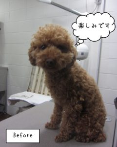 よろしくトイプー