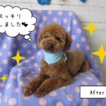 afterトイプー