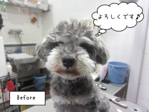 よろしくMシュナ