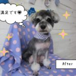 仕上がりMシュナ