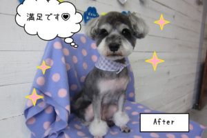 仕上がりMシュナ