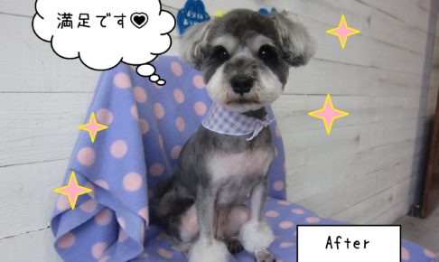 仕上がりMシュナ