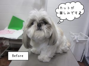 よろしくシーズー