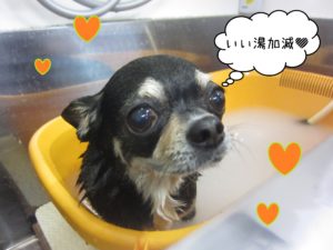 お風呂チワワ