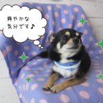 仕上がりチワワ