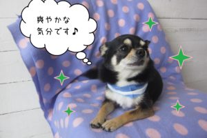 仕上がりチワワ