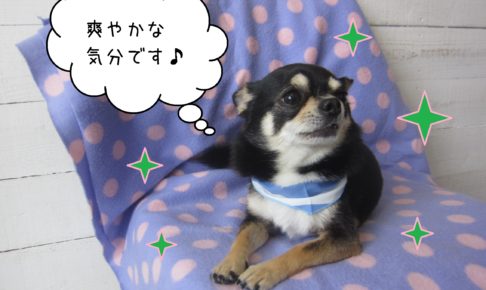 仕上がりチワワ