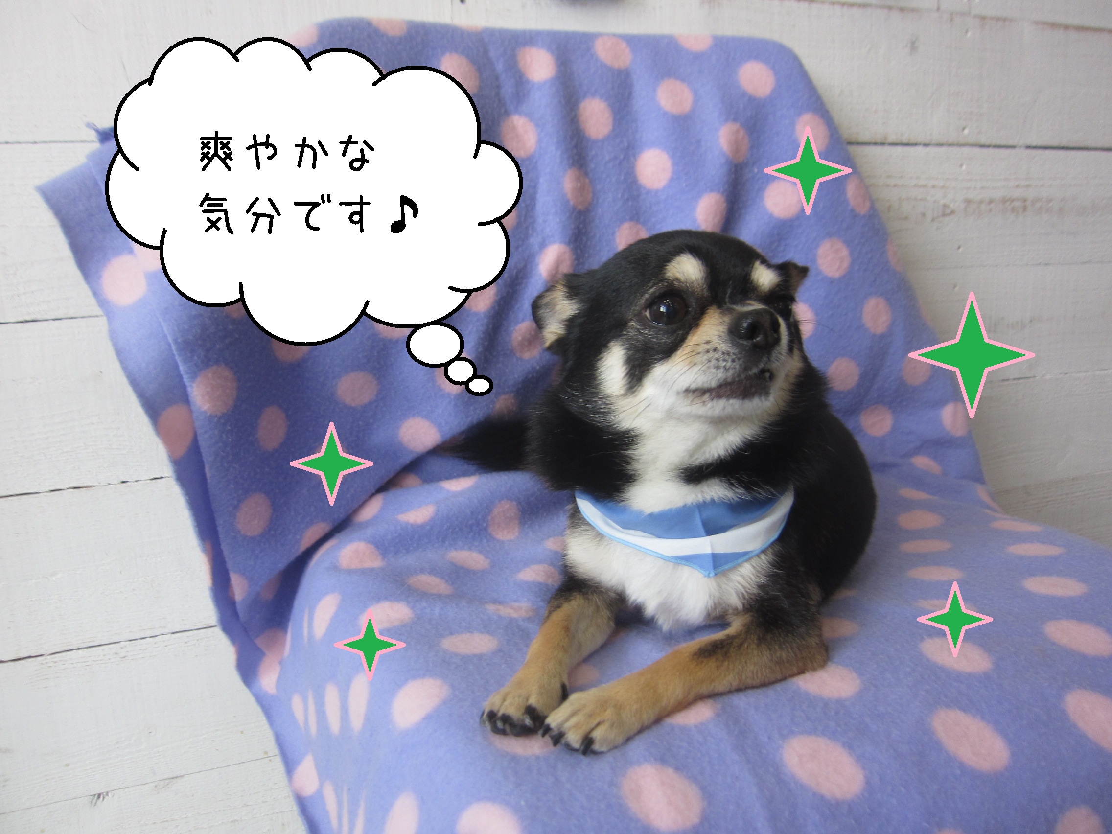 仕上がりチワワ