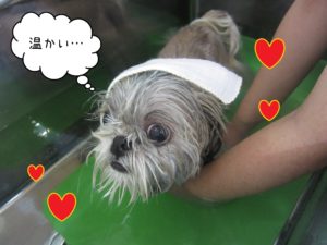 お風呂シーズー