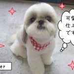 仕上がりシーズー