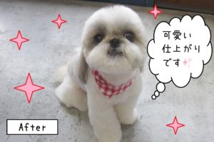 仕上がりシーズー