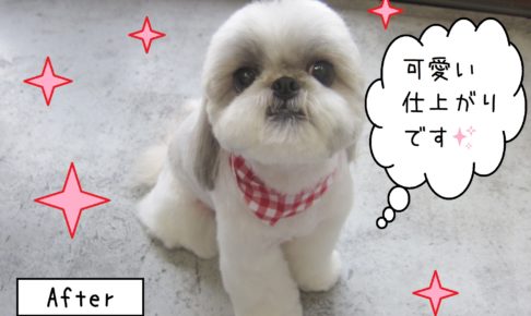 仕上がりシーズー