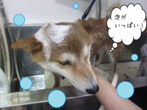 シャンプーしば