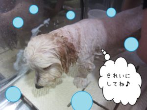 シャンプーミックス