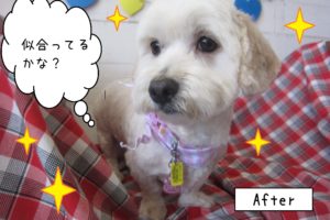 仕上がりミックス