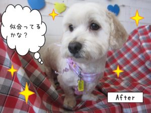 仕上がりミックス