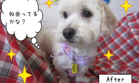 仕上がりミックス