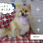 仕上がりポメラニアン