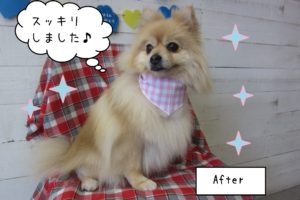 仕上がりポメラニアン