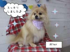 仕上がりポメラニアン