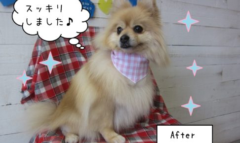 仕上がりポメラニアン