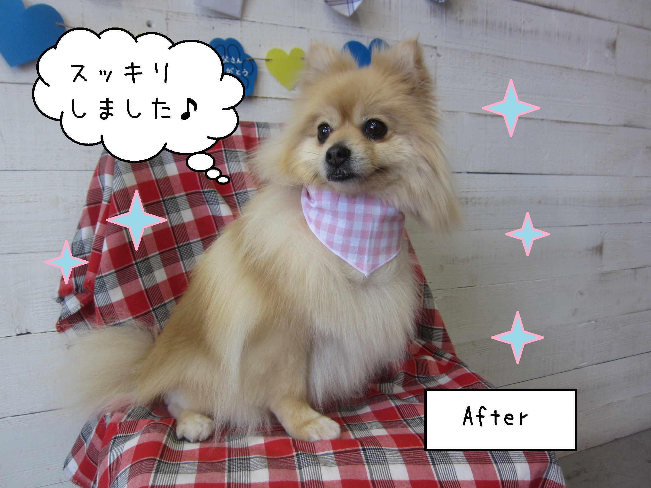 仕上がりポメラニアン