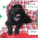 仕上がりミックス