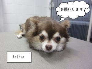 よろしくチワワ