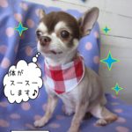 仕上がりチワワ