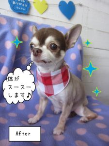 仕上がりチワワ