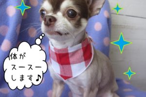 仕上がりチワワ