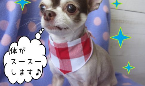 仕上がりチワワ