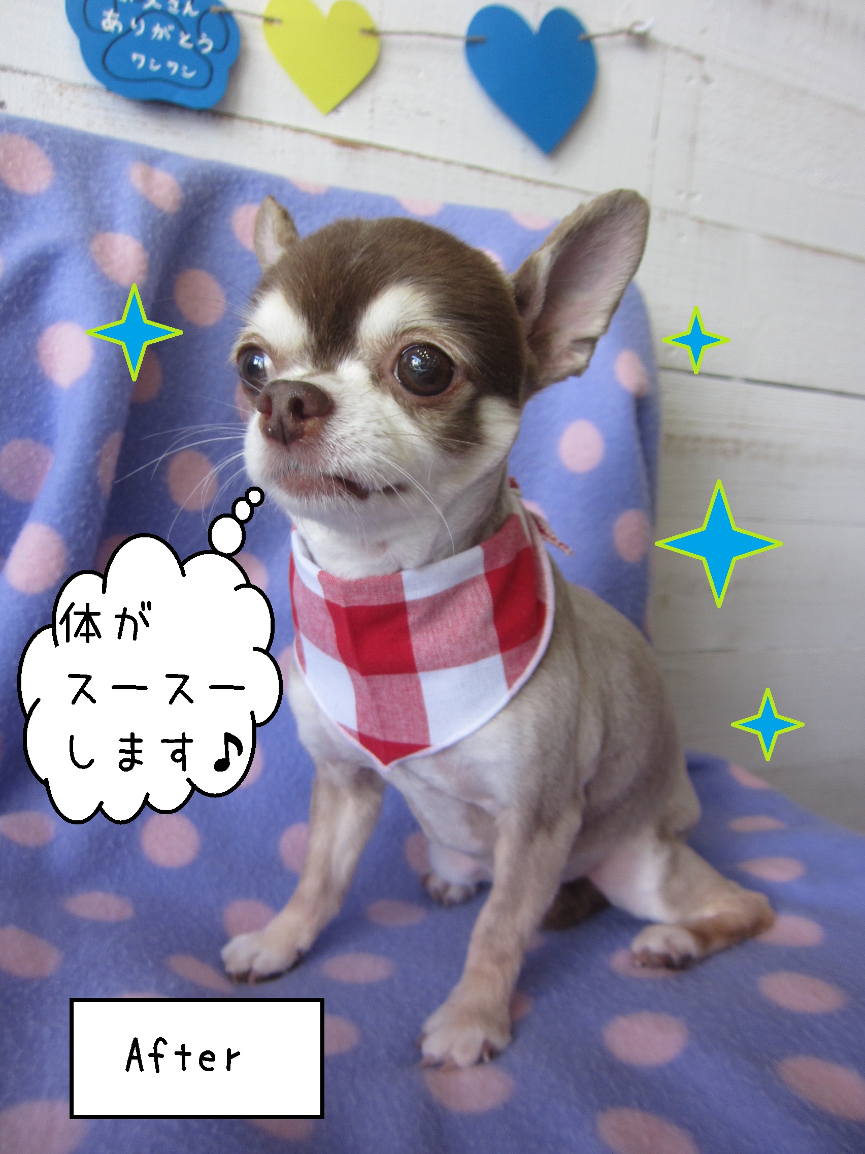 仕上がりチワワ