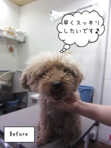 よろしくトイプー