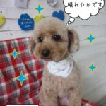 仕上がりトイプー