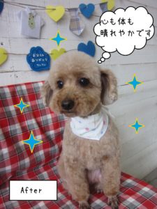 仕上がりトイプー