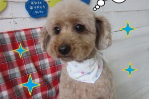 仕上がりトイプー