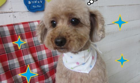 仕上がりトイプー