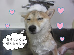 シャンプー柴犬