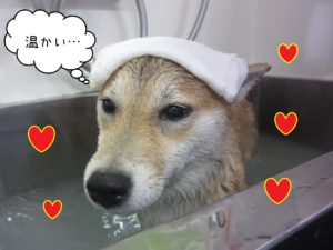 お風呂柴犬